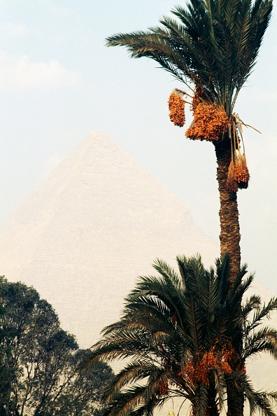 palm grove