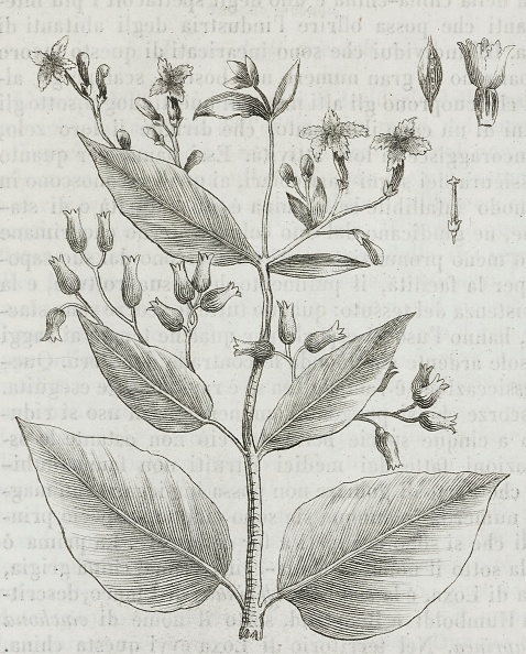Branch, leaves and inflorescence of cinchona tree